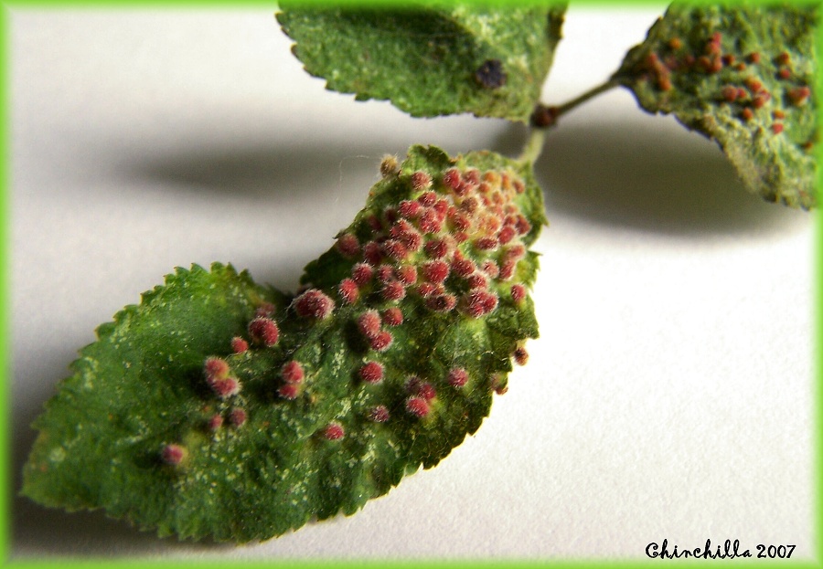 Eriophyes padi prunianus 